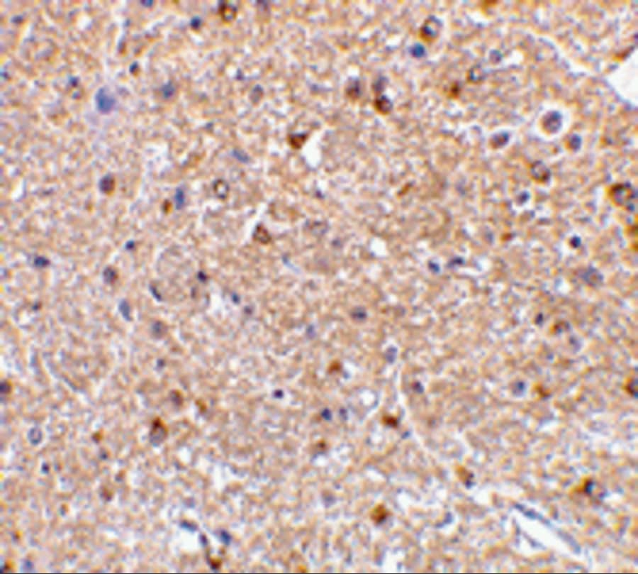 Immunohistochemistry: Nogo-A Antibody - BSA Free [NBP2-41071] - Immunohistochemistry of Nogo-A in mouse brain tissue with Nogo-A antibody at 2.5 ug/mL.