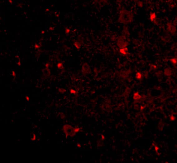 Immunocytochemistry/ Immunofluorescence: Nogo-A Antibody - BSA Free [NBP2-41071] - Immunofluorescence of Nogo-A in Mouse Brain tissue with Nogo-A antibody at 20 ug/mL.