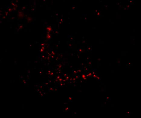 Immunocytochemistry/ Immunofluorescence: TRIM30 Antibody - BSA Free [NBP2-41086] - Immunofluorescence of TRIM30 in Human Ovary cells with TRIM30 antibody at 20 ug/mL.