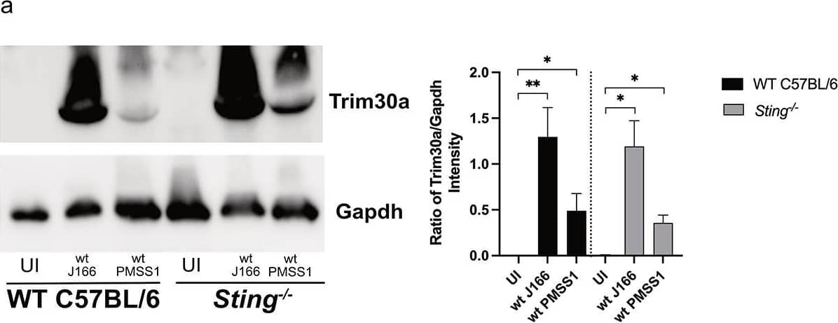 Trim30a is upregulated by H. pylori in a STING-dependent manner. Murine gastric organoid monolayers or bone marrow derived dendritic cells (BMDC) derived from wild-type (WT) C57BL/6 or Sting−/− mice were challenged with PBS alone (UI) or wild-type (wt) H. pylori strain J166 or PMSS1 at MOI 100:1 for 24 hours. (a) Trim30a was quantified by Western blot analysis in co-cultured murine gastric organoid. Representative Western blots and densitometric analysis normalizing levels of Trim30a to Gapdh. (b) RT-PCR analysis of Trim30a mRNA levels in uninfected and H. pylori-infected wild-type and Sting−/− BMDCs. Data are represented as relative gene expression normalized to levels of Gapdh gene expression. (c) Trim30a was quantified by Western blot analysis in co-cultured BMDCs. Representative Western blots and densitometric analysis normalizing levels of Trim30a to Gapdh. In each experiment, conditions were tested at least 3 times and student’s t-tests were used to determine statistical significance between groups. *p < .05, **p < .01, ns = not significant. ##p < .01, ###p < .001 ####p < .0001 compared to untreated. Image collected and cropped by CiteAb from the following open publication (//pubmed.ncbi.nlm.nih.gov/35905376), licensed under a CC-BY license. Not internally tested by Novus Biologicals.