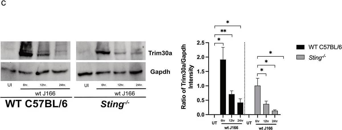 Trim30a is upregulated by H. pylori in a STING-dependent manner. Murine gastric organoid monolayers or bone marrow derived dendritic cells (BMDC) derived from wild-type (WT) C57BL/6 or Sting−/− mice were challenged with PBS alone (UI) or wild-type (wt) H. pylori strain J166 or PMSS1 at MOI 100:1 for 24 hours. (a) Trim30a was quantified by Western blot analysis in co-cultured murine gastric organoid. Representative Western blots and densitometric analysis normalizing levels of Trim30a to Gapdh. (b) RT-PCR analysis of Trim30a mRNA levels in uninfected and H. pylori-infected wild-type and Sting−/− BMDCs. Data are represented as relative gene expression normalized to levels of Gapdh gene expression. (c) Trim30a was quantified by Western blot analysis in co-cultured BMDCs. Representative Western blots and densitometric analysis normalizing levels of Trim30a to Gapdh. In each experiment, conditions were tested at least 3 times and student’s t-tests were used to determine statistical significance between groups. *p < .05, **p < .01, ns = not significant. ##p < .01, ###p < .001 ####p < .0001 compared to untreated. Image collected and cropped by CiteAb from the following open publication (//pubmed.ncbi.nlm.nih.gov/35905376), licensed under a CC-BY license. Not internally tested by Novus Biologicals.