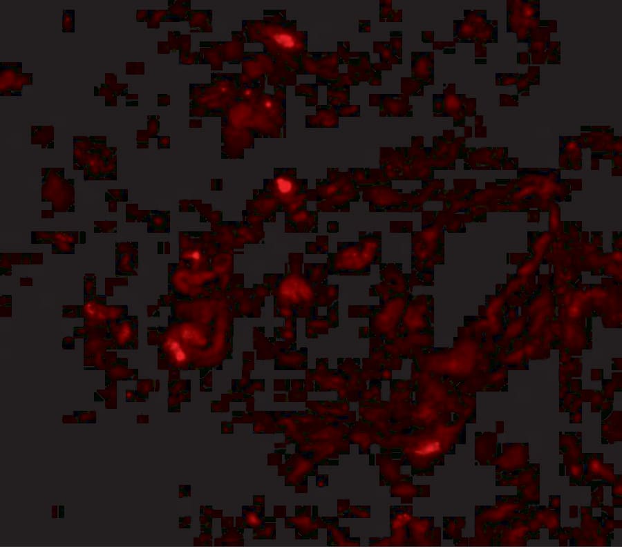 Immunocytochemistry/ Immunofluorescence Transthyretin/Prealbumin Antibody - BSA Free