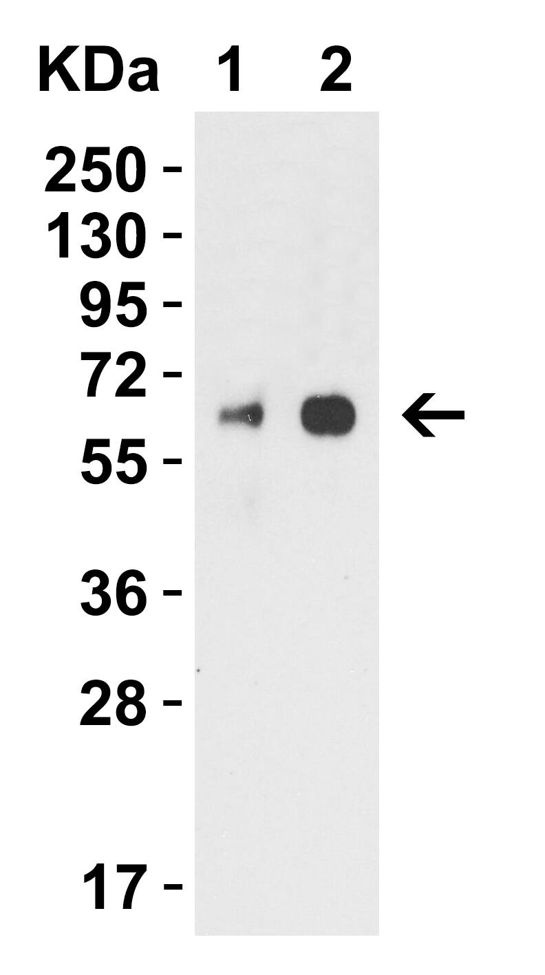 Western Blot: H1N1 Neuraminidase Antibody - BSA Free [NBP2-41110] - Validation with H1N1 NA Protein. Loading: 50ng (Lane 1) and 100ng (Lane 2) H1N1 Neuraminidase recombinant protein.  Antibodies: H1N1 NA antibody, 2 ug/mL,  1h incubation at RT in 5% NFDM/TBST.   Secondary: Goat anti-rabbit IgG HRP conjugate at 1:10,000 dilution.  