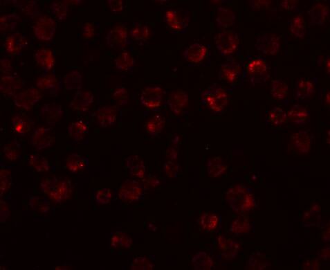 Immunocytochemistry/ Immunofluorescence: NDUFAF2 Antibody - BSA Free [NBP2-41116] - Immunofluorescence of NDUFAF2 in Raji cells with NDUFAF2 antibody at 20 u/mL.