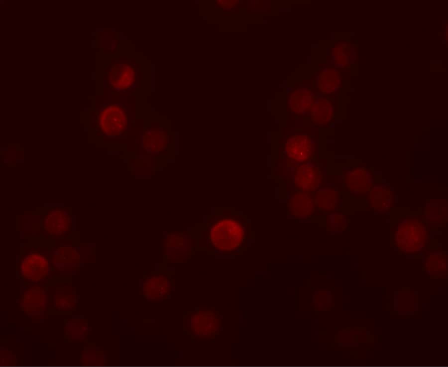 Immunocytochemistry/ Immunofluorescence: PLAC4 Antibody - BSA Free [NBP2-41125] - Immunofluorescence of PLAC4 in HeLa cells with PLAC4 antibody at 20 ug/mL.