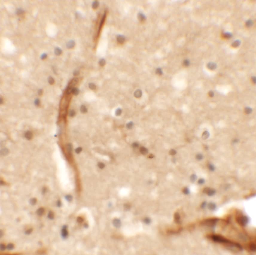 Immunohistochemistry KCNK13 Antibody - BSA Free