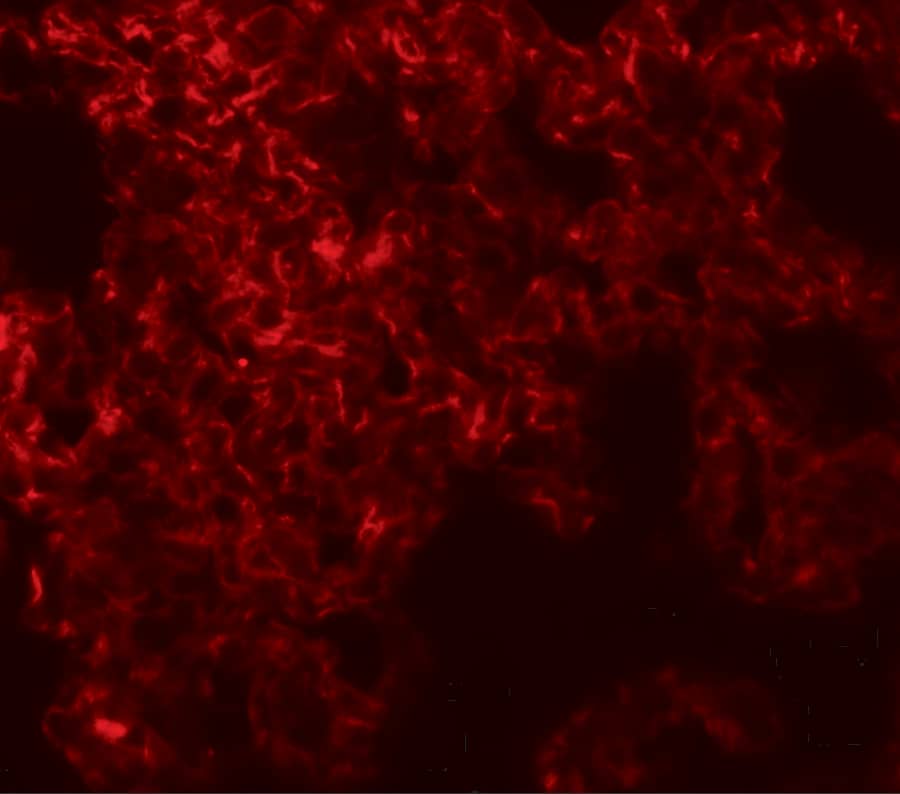 Immunocytochemistry/ Immunofluorescence: NETO1 Antibody - BSA Free [NBP2-41134] - Immunofluorescence of NETO1 in rat lung tissue with NETO1 antibody at 20 ug/mL.