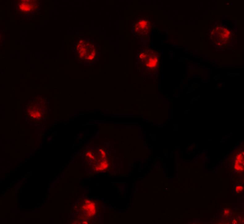 Immunocytochemistry/ Immunofluorescence: PIWIL2 Antibody - BSA Free [NBP2-41143] - Immunofluorescence of PIWIL2 in HepG2 cells with PIWIL2 antibody at 5 u/ml.