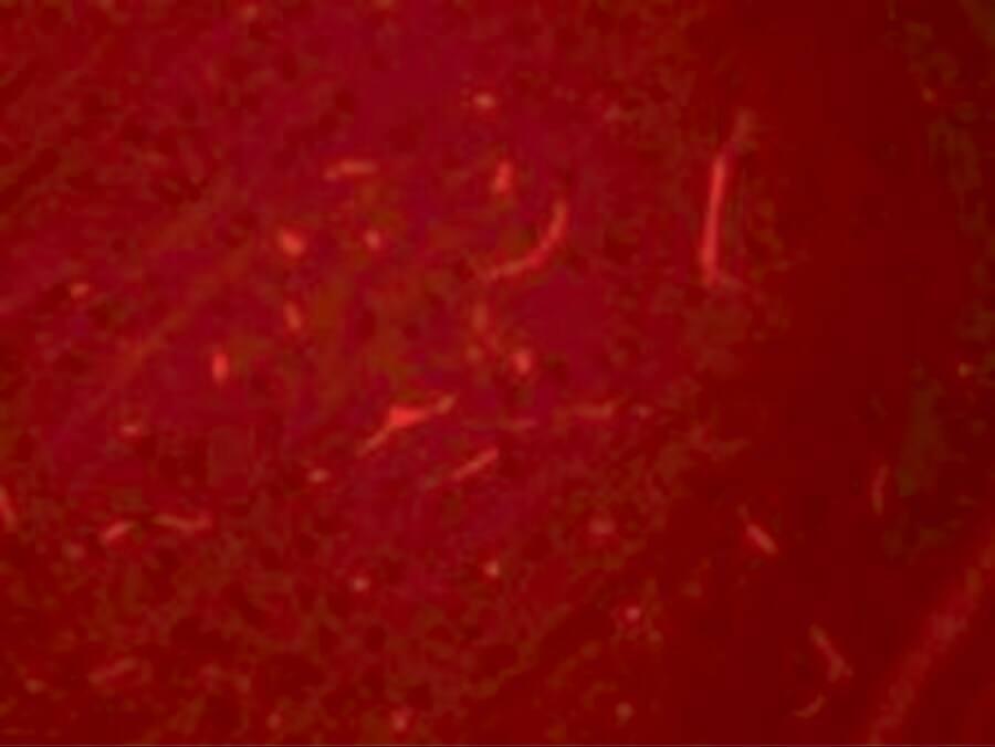 Immunocytochemistry/ Immunofluorescence: SIK3 Antibody - BSA Free [NBP2-41147] - Immunofluorescence of SIK3 in rat brain cells with SIK3 antibody at 20 u/mL.