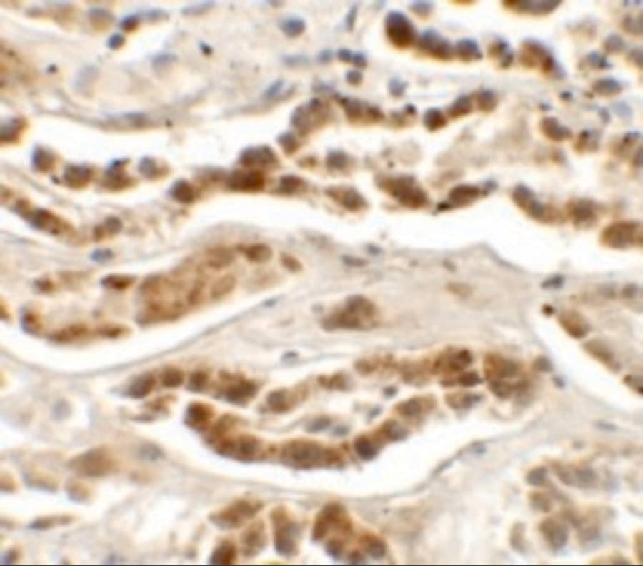 Immunohistochemistry: LZTS2 Antibody - BSA Free [NBP2-41152] - Immunohistochemistry of LZTS2 in human kidney tissue with LZTS2 antibody at 2.5 u/mL.