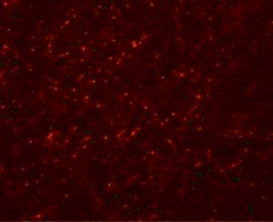 Immunocytochemistry/ Immunofluorescence: GRB10 Antibody - BSA Free [NBP2-41159] - Immunofluorescence of GRB10 in rat brain cells with GRB10 antibody at 20 ug/mL.