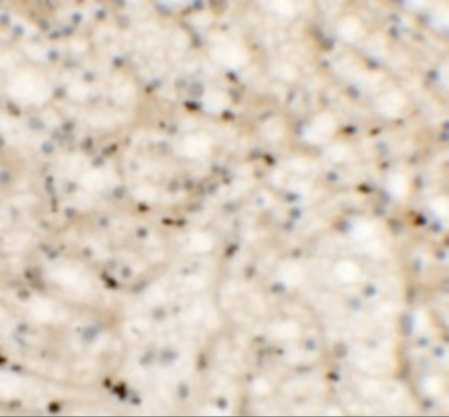 Immunohistochemistry NKX2.6 Antibody - BSA Free