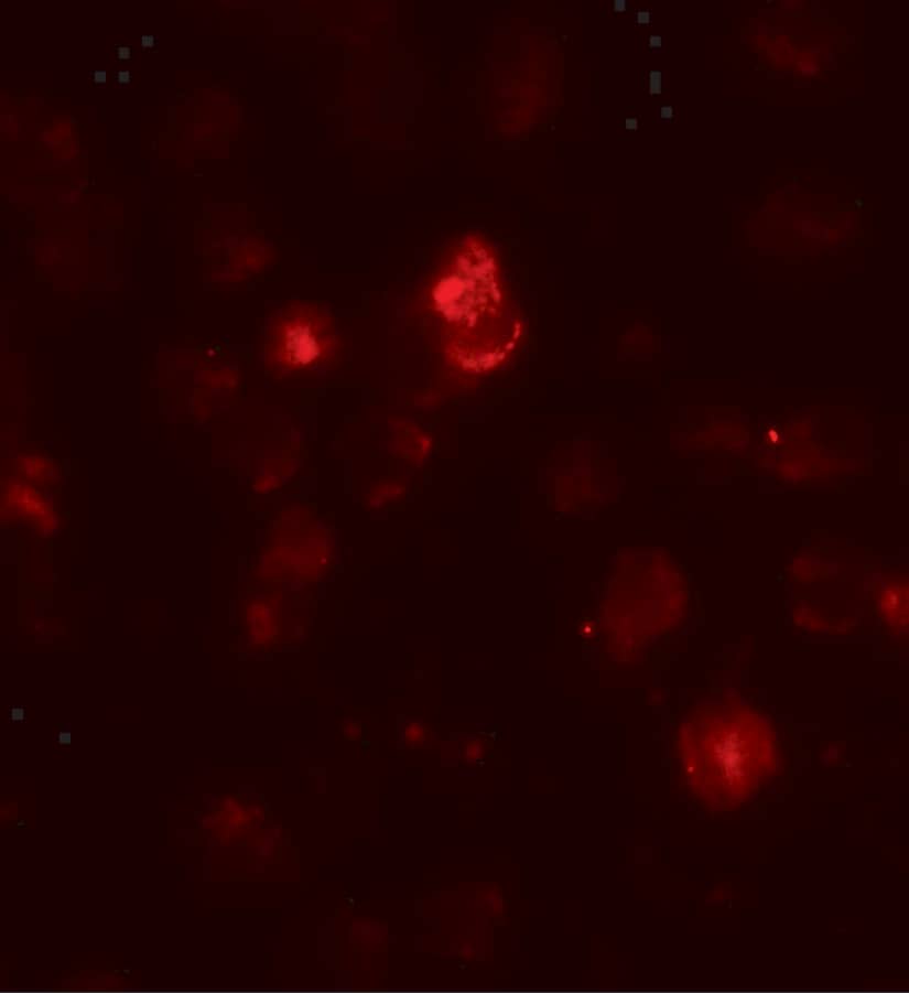 Immunocytochemistry/ Immunofluorescence SDH Assembly Factor 1 Antibody - BSA Free