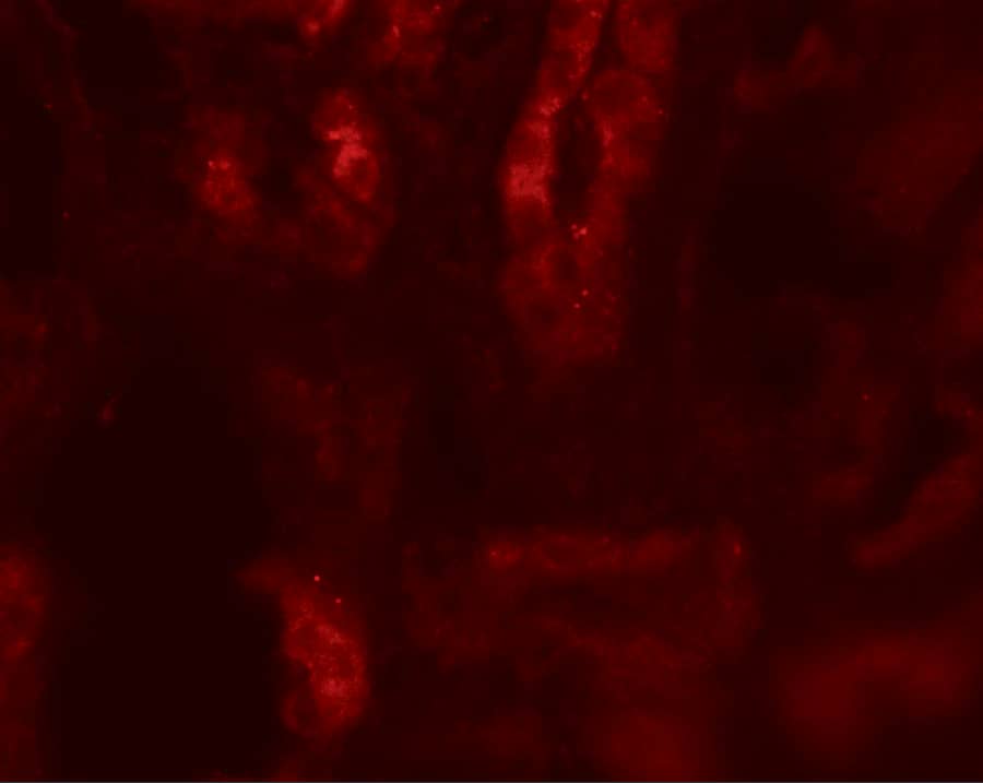 Immunocytochemistry/ Immunofluorescence: SARM1 Antibody - BSA Free [NBP2-41180] - Immunofluorescence of SARM1 in human kidney tissue with SARM1 antibody at 20 ug/mL.