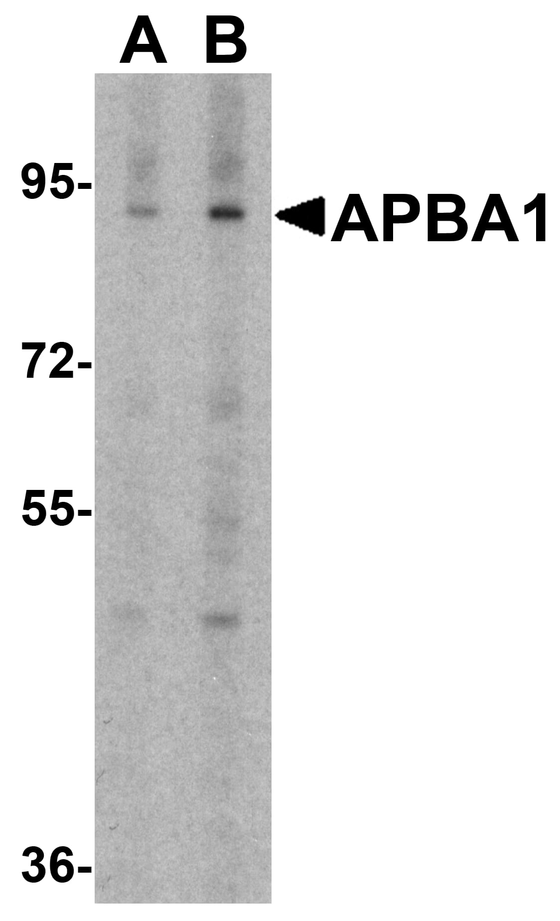 Western Blot APBA1 Antibody - BSA Free