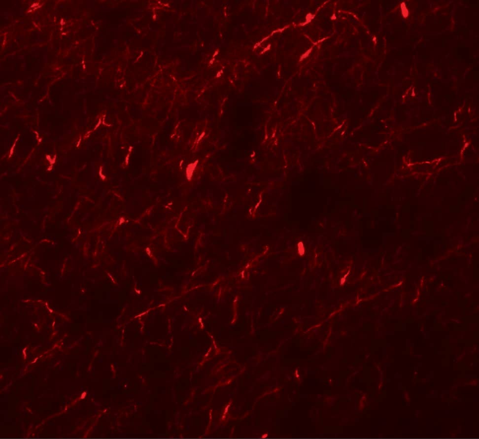 Immunocytochemistry/ Immunofluorescence APBA1 Antibody - BSA Free