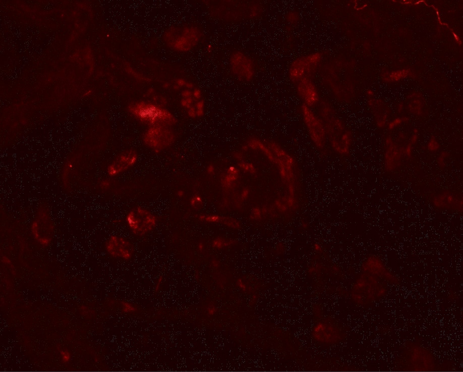 Immunocytochemistry/ Immunofluorescence: VAMP-7 Antibody - BSA Free [NBP2-41183] - Immunofluorescence of VAMP-7 in human lung tissue with VAMP-7 antibody at 20 ug/mL.