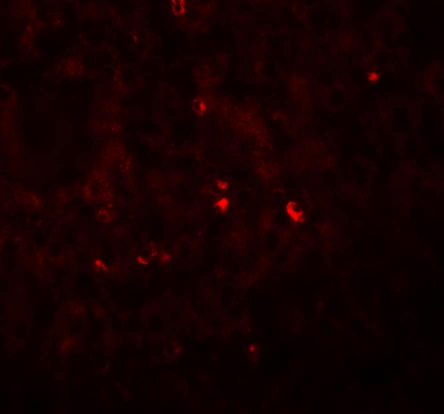 Immunocytochemistry/ Immunofluorescence: Angiogenin Antibody - BSA Free [NBP2-41185] - Immunofluorescence of Angiogenin in human liver tissue with Angiogenin antibody at 20 u/mL.