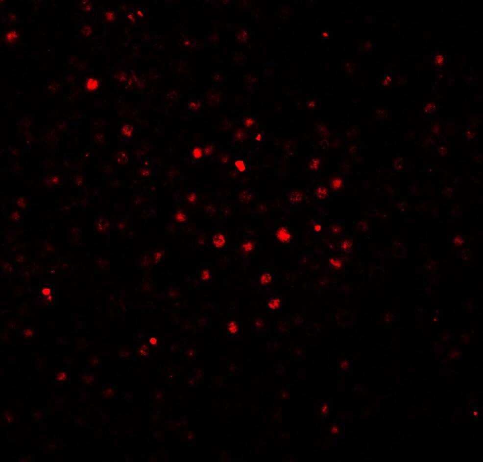 Immunocytochemistry/ Immunofluorescence: BATF Antibody - BSA Free [NBP2-41191] - Immunofluorescence of BATF in human spleen tissue with BATF antibody at 20 ug/mL.