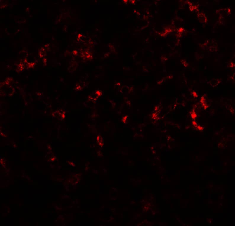 Immunocytochemistry/ Immunofluorescence: CEBP Delta Antibody - BSA Free [NBP2-41192] - Immunofluorescence of CEBP Delta in human spleen tissue with CEBP Delta antibody at 20 ug/mL.