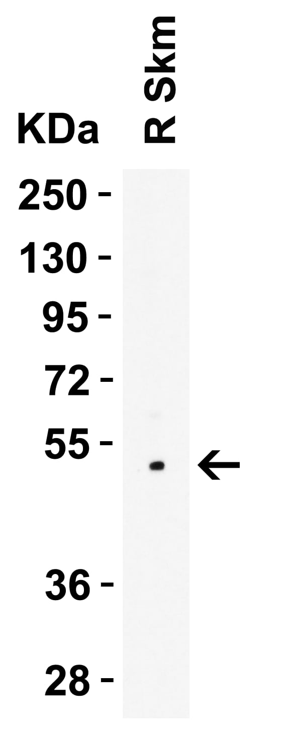 Western Blot LMX1A Antibody - BSA Free