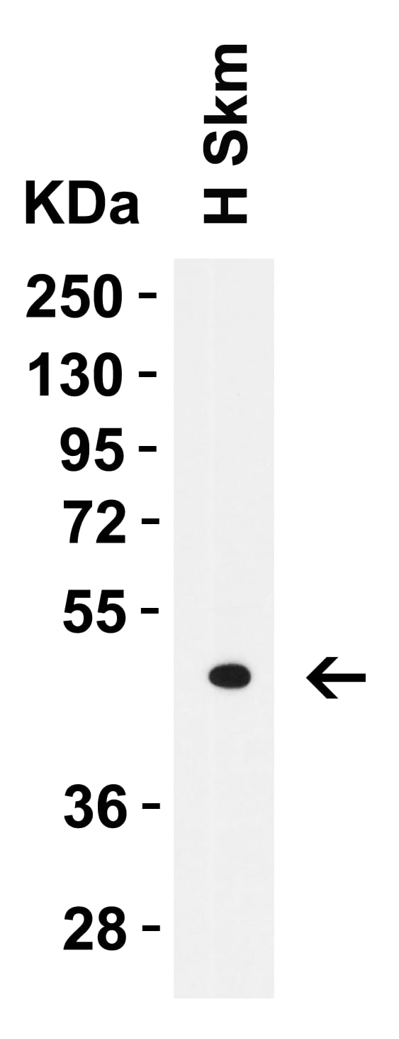 Western Blot: LMX1A Antibody - BSA Free [NBP2-41193] - Figure 2 Western Blot Validation in Human Skeletal Muscle Loading: 10 u of lysates per lane.Au ntibodies: LMX1A, , 1 u/mL, 1h incubation at RT in 5% NFDM/TBST.Secondary: Goat anti-rabbit IgG HRP conjugate at 1:10000 dilution.