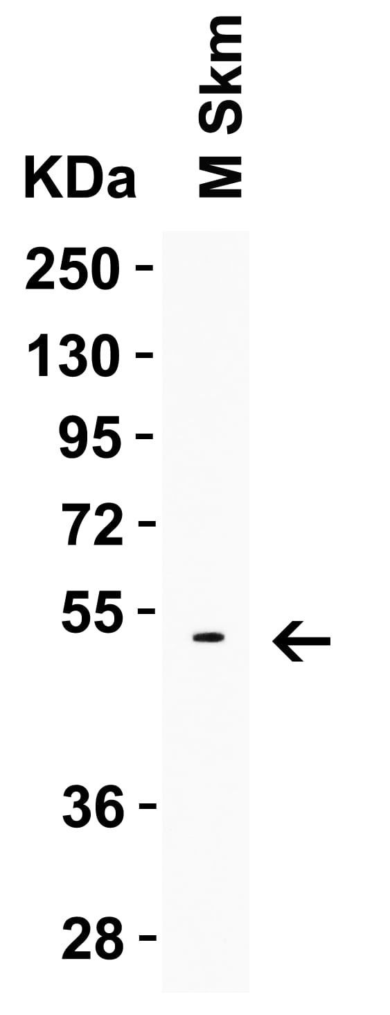 Western Blot: LMX1A Antibody - BSA Free [NBP2-41193] - Figure 3 Western Blot Validation in Mouse Skeletal Muscle Loading: 10 u of lysates per lane.Antibodies: LMX1A, , 1 u/mL, 1h incubation at RT in 5% NFDM/TBST.Secondary: Goat anti-rabbit IgG HRP conjugate at 1:10000 dilution.