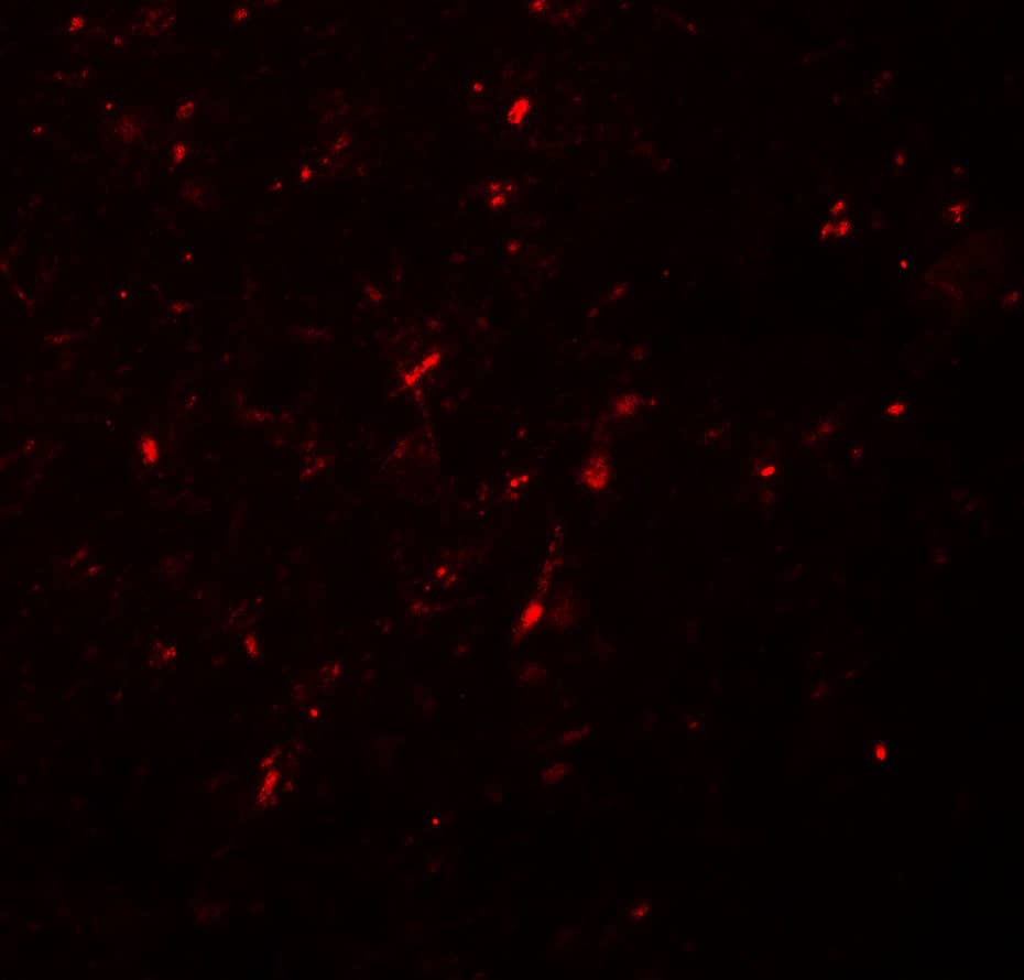 Immunocytochemistry/ Immunofluorescence: Neurogenin-2 Antibody - BSA Free [NBP2-41195] - Immunofluorescence of Neurogenin-2 in human brain tissue with Neurogenin-2 antibody at 20 u/mL.