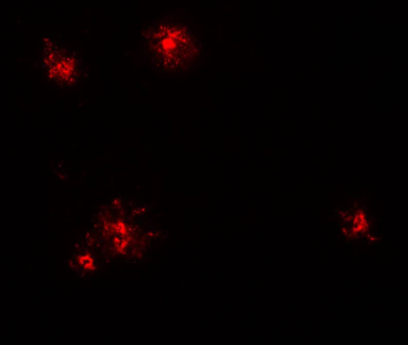 Immunocytochemistry/ Immunofluorescence: CCL2/MCP1 Antibody - BSA Free [NBP2-41209] - Immunofluorescence of CCL2/MCP1 in human spleen tissue with CCL2/MCP1 antibody at 20 ug/ml.