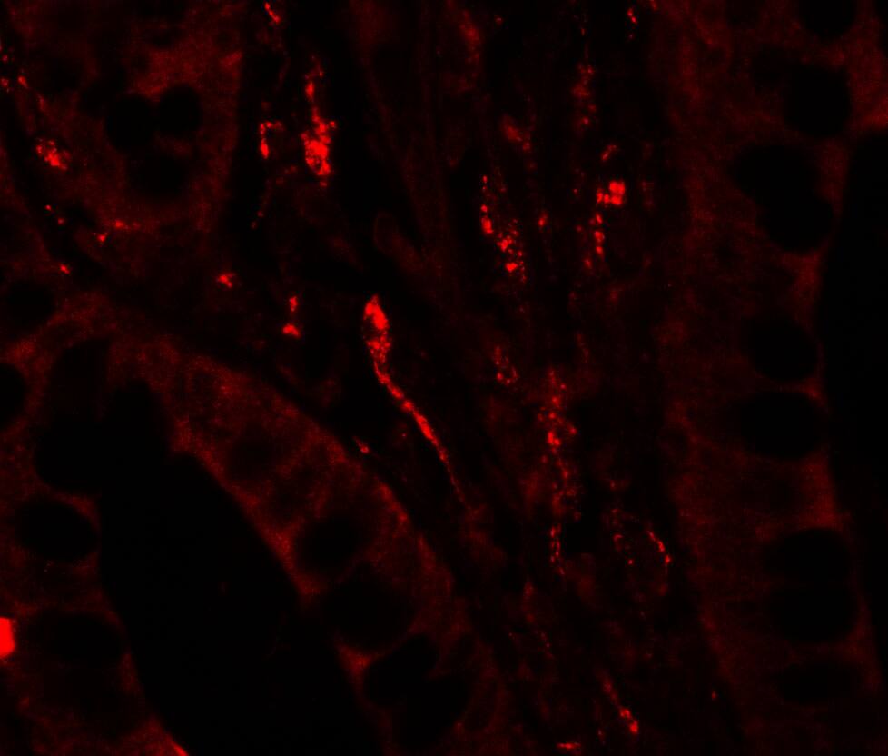 Immunocytochemistry/ Immunofluorescence: GilZ Antibody - BSA Free [NBP2-41210] - Immunofluorescence of GilZ in human small intestine tissue with GilZ antibody at 20 ug/ml.