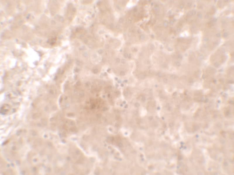 Immunohistochemistry: Apolipoprotein E/ApoE Antibody - BSA Free [NBP2-41216] - Immunohistochemistry of Apolipoprotein E/ApoE inhuman liver tissue with Apolipoprotein E/ApoE antibody at 2.5 ug/ml.