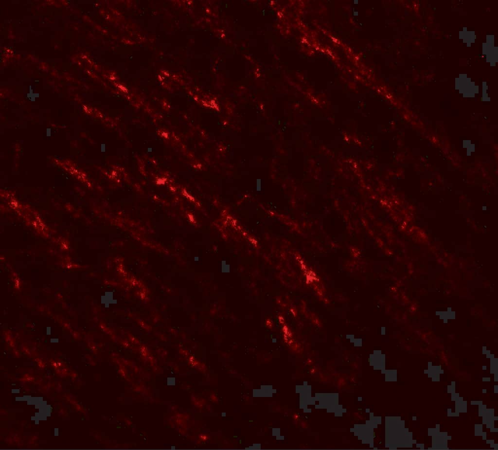 Immunocytochemistry/ Immunofluorescence: B-Raf Antibody - BSA Free [NBP2-41219] - Validation of B-Raf in Human Small Intestine TissueImmunofluorescent analysis of 4% paraformaldehyde-fixed Human Small Intestine Tissue labeling B-Raf with  at 20 u/mL, followed by goat anti-rabbit IgG secondary antibody at 1/500 dilution (red). 