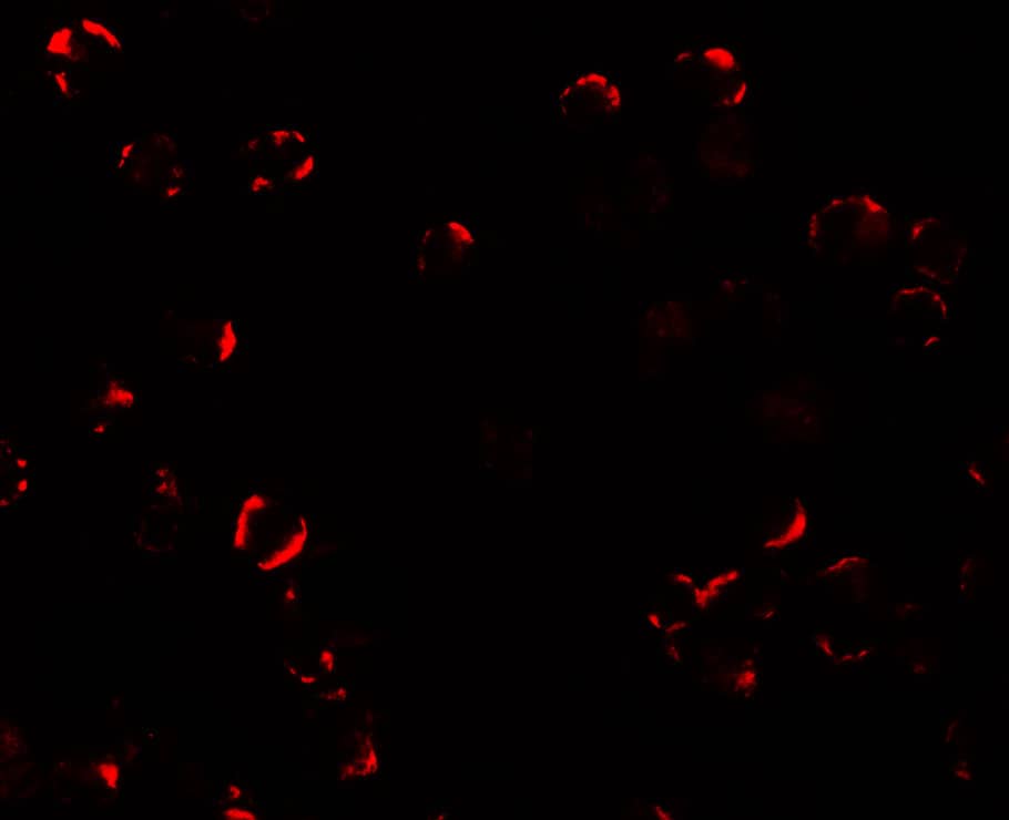 Immunocytochemistry/ Immunofluorescence: TIF1 alpha Antibody - BSA Free [NBP2-41220] - Immunofluorescence of TIF1 alpha in EL4 cells with TIF1 alpha antibody at 20 u/ml.