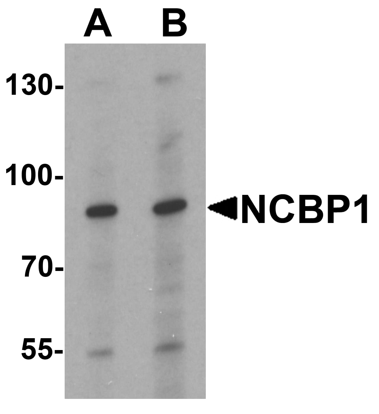 Western Blot NCBP1 Antibody - BSA Free