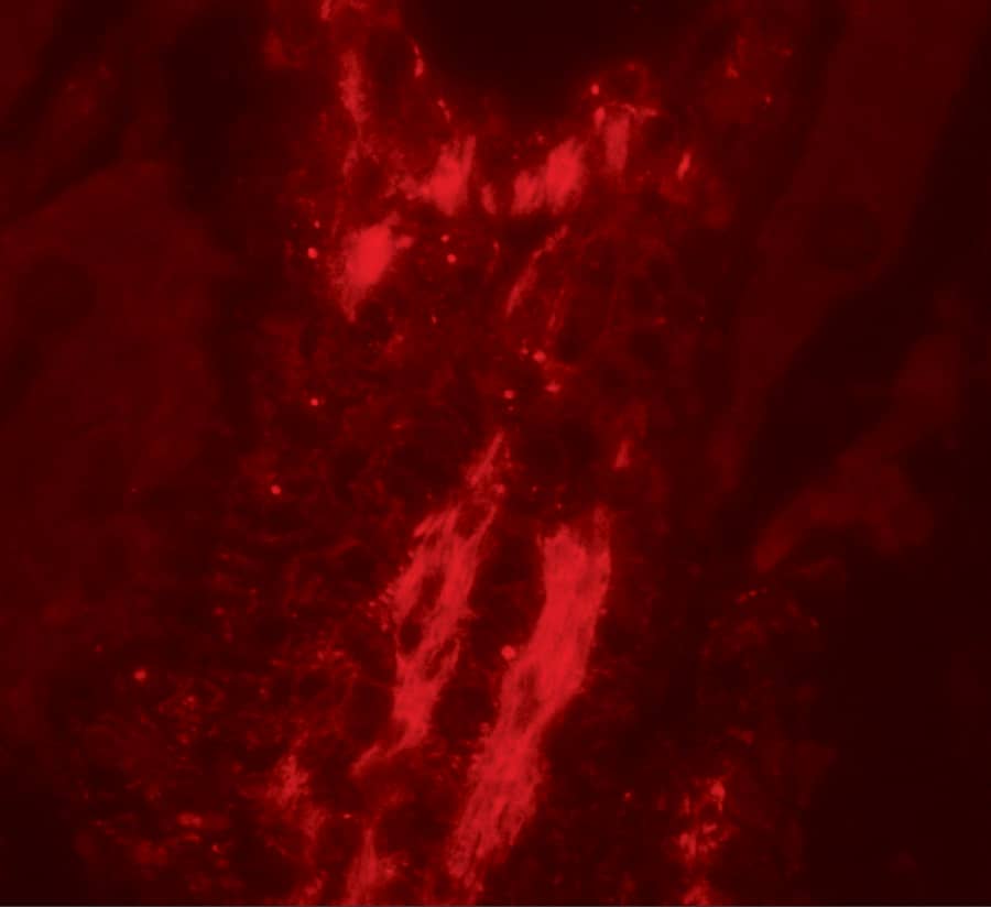 Immunocytochemistry/ Immunofluorescence: Vinculin Antibody - BSA Free [NBP2-41237] - Validation of Vinculin in Rat Small Intestine Tissue.Immunofluorescent analysis of 4% paraformaldehyde-fixed rat small intestine tissue labeling Vinculin with  at 20 u/mL, followed by goat anti-rabbit IgG secondary antibody at 1/500 dilution (red).  