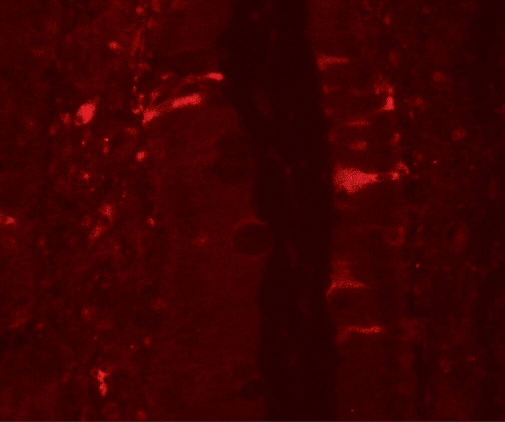 Immunocytochemistry/ Immunofluorescence: IL-36Ra/IL-1F5 Antibody - BSA Free [NBP2-41241] - Immunofluorescence of IL-36Ra/IL-1F5 in rat small intestine tissue with IL-36Ra/IL-1F5 antibody at 20 ug/mL.