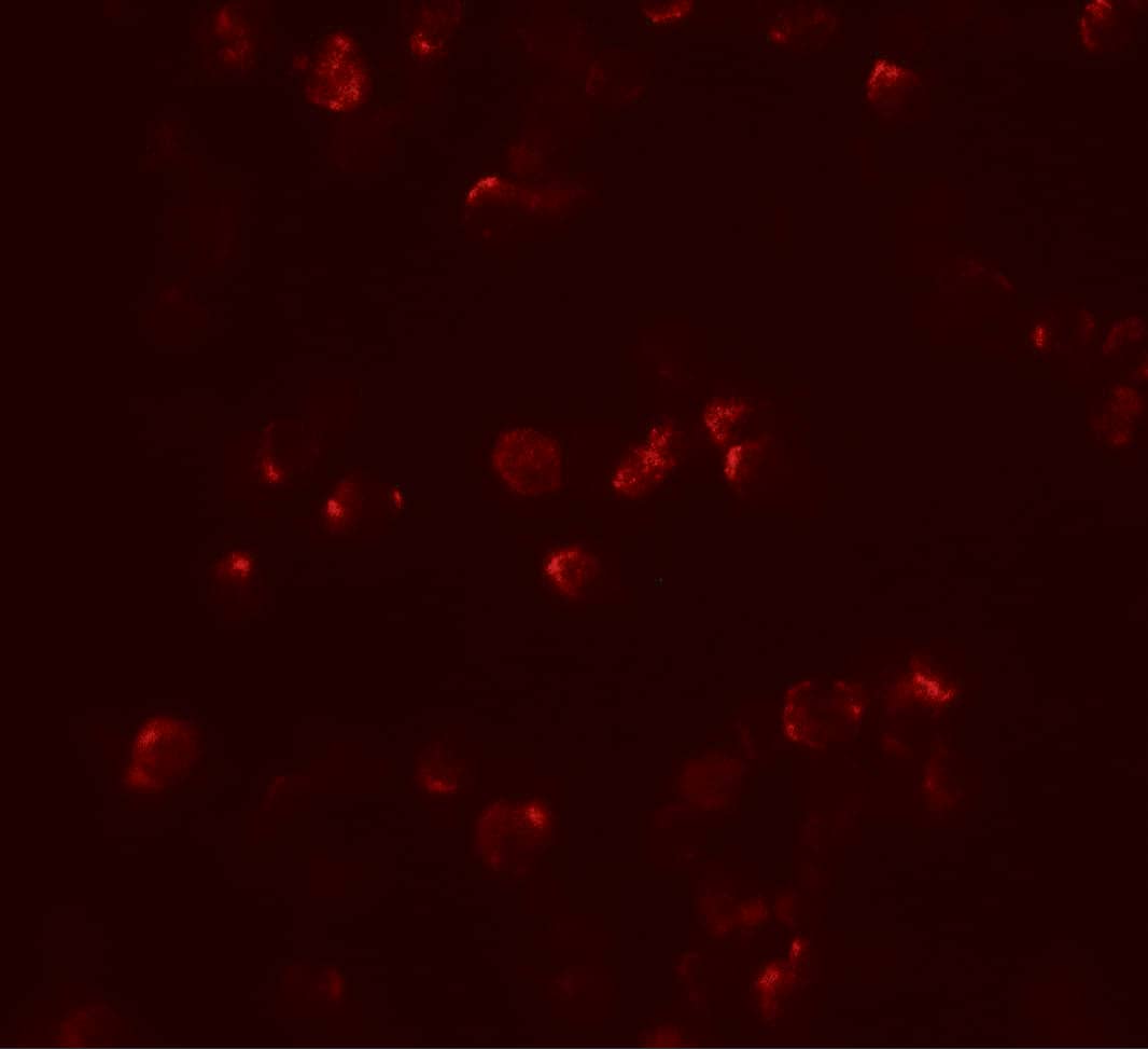 Immunocytochemistry/ Immunofluorescence: IL-22 Antibody - BSA Free [NBP2-41245] - Immunofluorescence of IL-22 in HeLa cells with IL-22 antibody at 20 ug/mL.