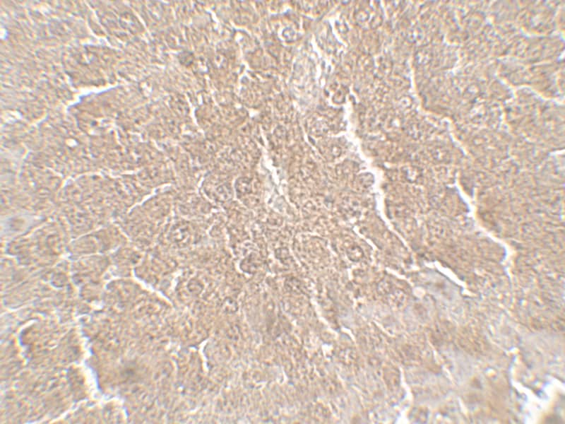 Immunohistochemistry: RPSA Antibody - BSA Free [NBP2-41246] - Immunohistochemistry of RPSA in mouse liver tissue with RPSA antibody at 5 u/mL.