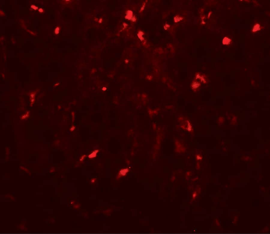 Immunocytochemistry/ Immunofluorescence: RPSA Antibody - BSA Free [NBP2-41246] - Immunofluorescence of RPSA in mouse liver tissue with RPSA antibody at 20 ug/mL.