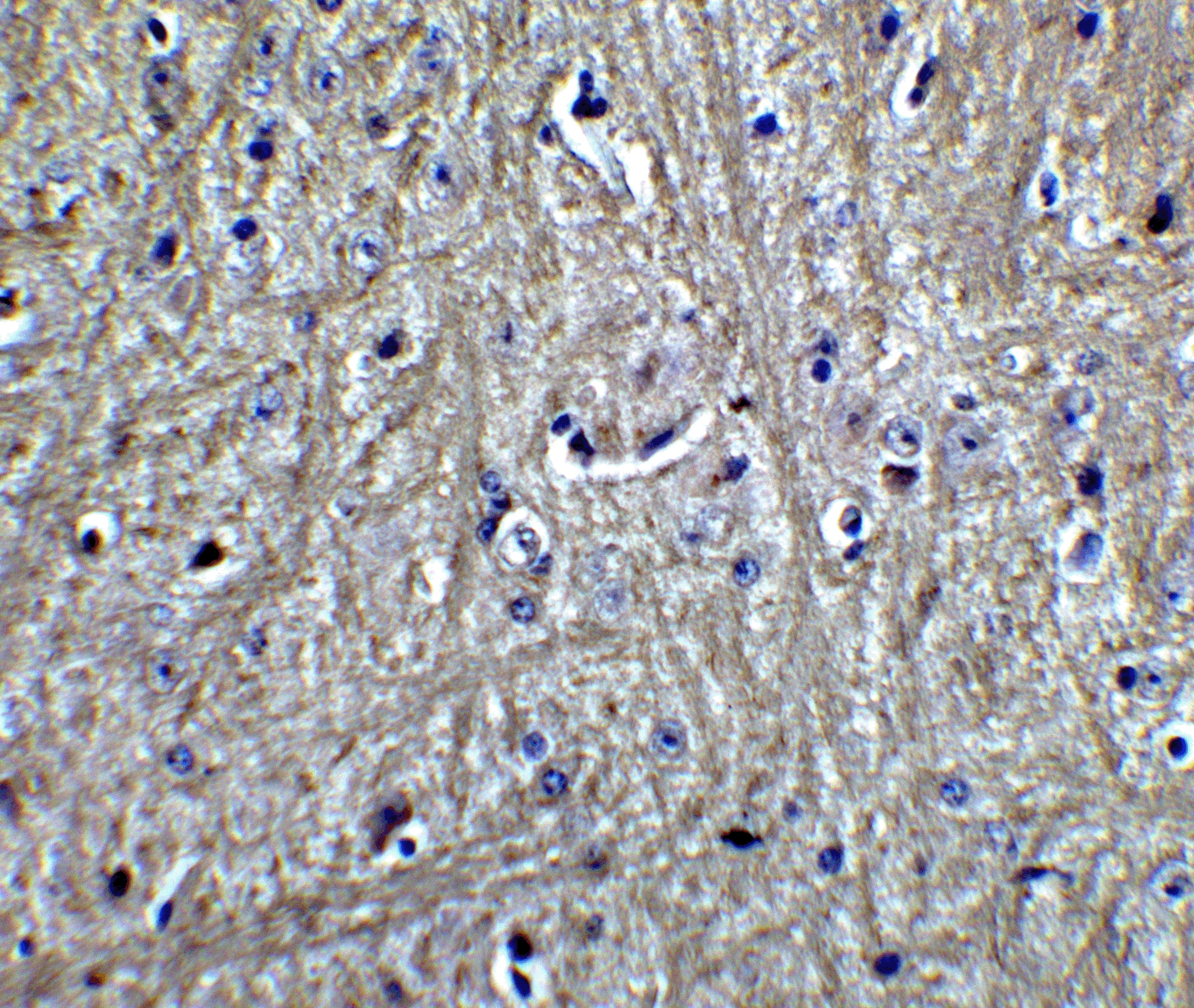 Immunohistochemistry: RPSA Antibody - BSA Free [NBP2-41246] - Immunohistochemistry of RPSA in mouse brain tissue with RPSA Antibody at 5 ug/mL.