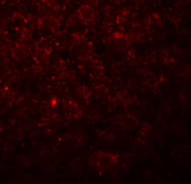 Immunocytochemistry/ Immunofluorescence: Angiopoietin-like protein 8/Betatrophin Antibody - BSA Free [NBP2-41247] - Immunofluorescence of Angiopoietin-like protein 8/Betatrophin in rat liver tissue with Angiopoietin-like protein 8/Betatrophin Antibody at 20 ug/mL.