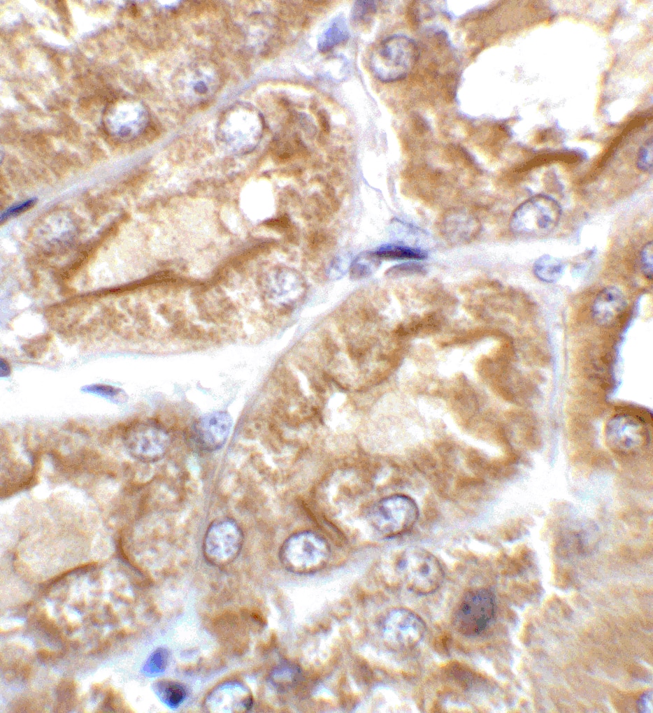 Immunohistochemistry TRPV4 Antibody - BSA Free