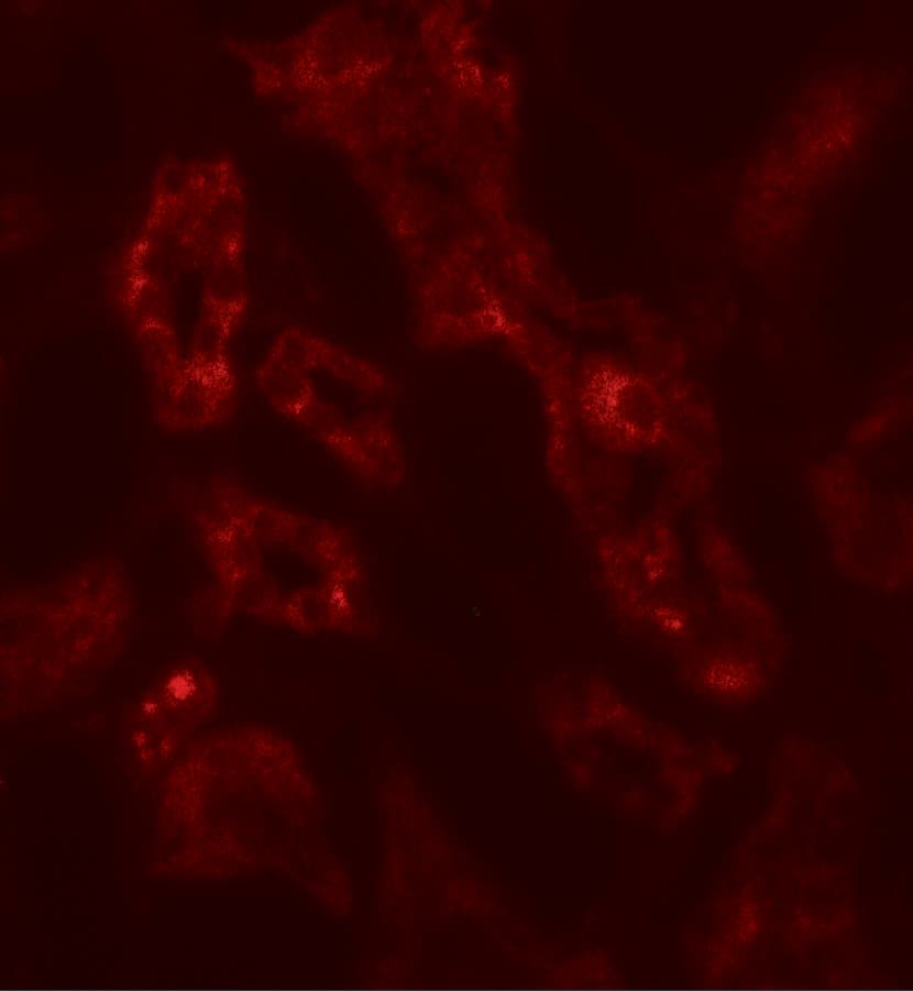 Immunocytochemistry/ Immunofluorescence ARF6 Antibody - BSA Free