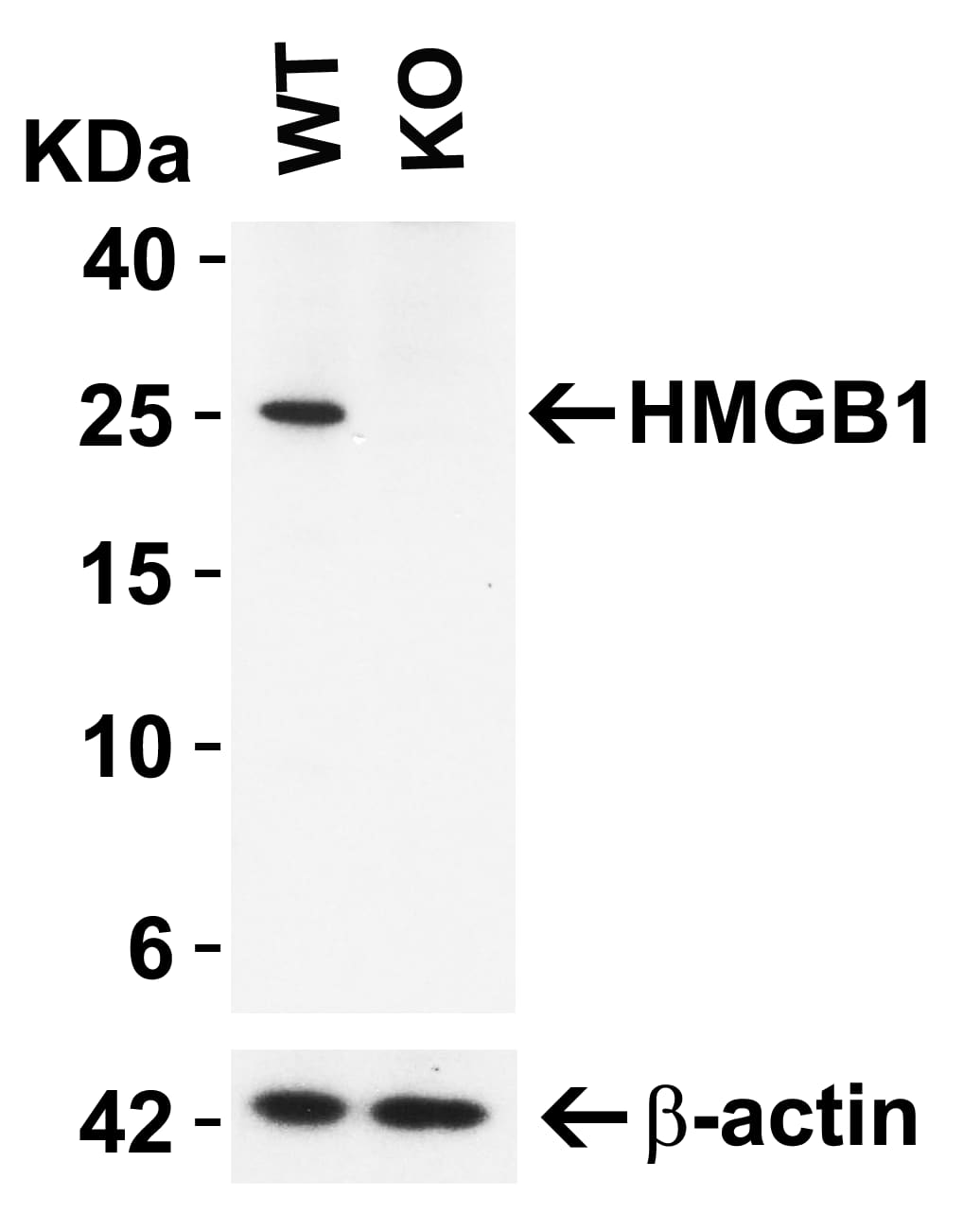 Western Blot: HMGB1/HMG-1 Antibody - BSA Free [NBP2-41264] - KO Validation in HeLa Cells.Loading: 10 u of HeLa WT cell lysates or HMGB1/HMG-1 KO cell lysates. Antibodies:  HMGB1/HMG-1 (0.5 u/mL) and beta-actin (1 u/mL), 1 h incubation at RT in 5% NFDM/TBST.Secondary: Goat Anti-Rabbit IgG HRP conjugate at 1:10000 dilution.