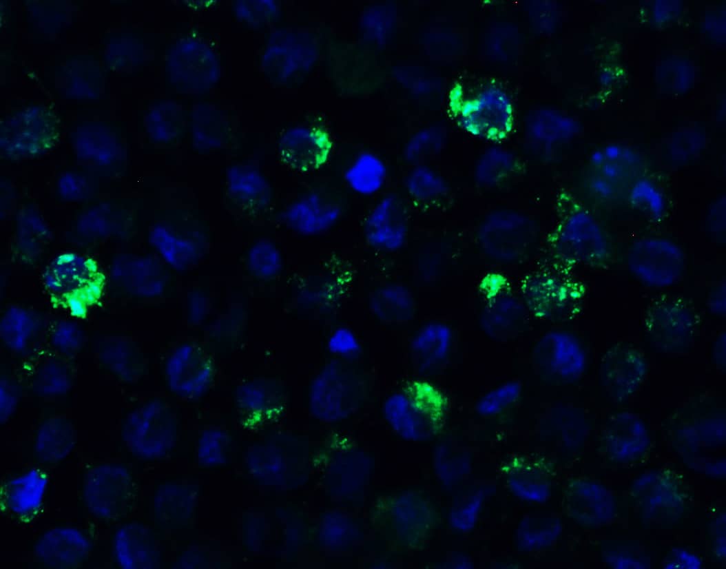 Immunocytochemistry/ Immunofluorescence: HMGB1/HMG-1 Antibody - BSA Free [NBP2-41264] - Validation of HMGB1/HMG-1 in HL60 Cells.Immunofluorescent analysis of 4% paraformaldehyde-fixed HL60 cells labeling HMGB1/HMG-1 at 20 ug/mL, followed by goat anti-rabbit IgG secondary antibody at 1/500 dilution (green) and DAPI antibody (blue).  