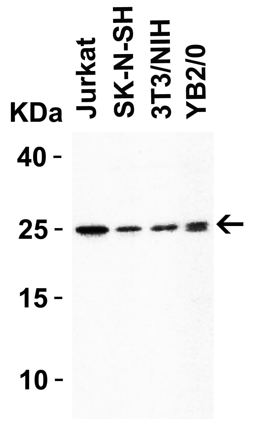 Western Blot: HMGB1/HMG-1 Antibody - BSA Free [NBP2-41264] - Validation in Human, Mouse and Rat Cell Lines.Loading: 15 ug of lysate Antibodies:  HMGB1/HMG-1, 1 u/mL , 1 h incubation at RT in 5% NFDM/TBST. Secondary: Goat Anti-Rabbit IgG HRP conjugate at 1:10000 dilution.