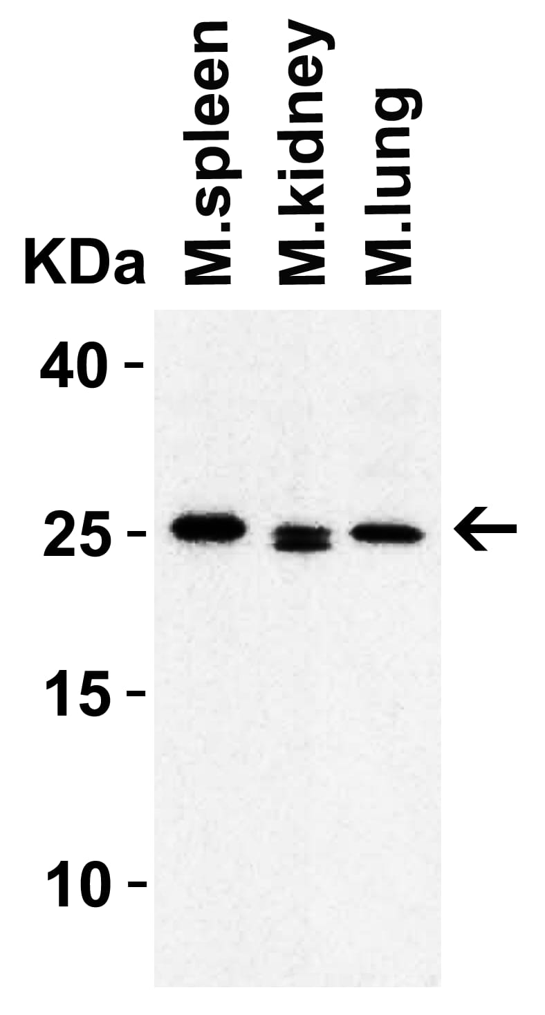 <b>Genetic Strategies Validation. </b>Western Blot: HMGB1/HMG-1 Antibody - BSA Free [NBP2-41264] - Validation in Mouse Tissues.Loading: 15 ul of lysate Antibodies:  HMGB1/HMG-1 , 1 ug/mL , 1h incubation at RT in 5% NFDM/TBST. Secondary: Goat Anti-Rabbit IgG HRP conjugate at 1:10000 dilution.