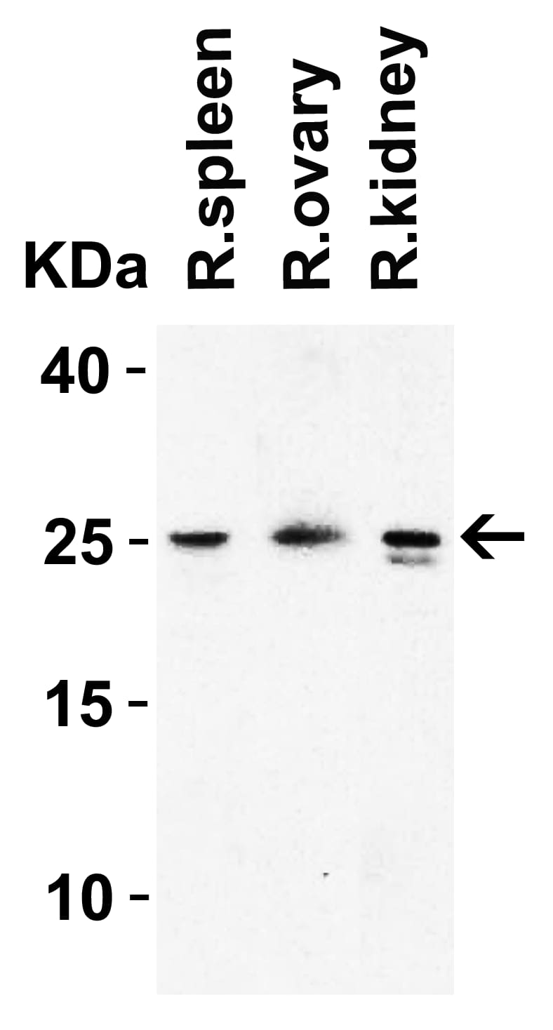 Western Blot: HMGB1/HMG-1 Antibody - BSA Free [NBP2-41264] - Validation in Rat Tissues.Loading: 15 ug of lysate Antibodies:  HMGB1/HMG-1, 1 u/mL, 1 h incubation at RT in 5% NFDM/TBST. Secondary: Goat Anti-Rabbit IgG HRP conjugate at 1:10000 dilution.