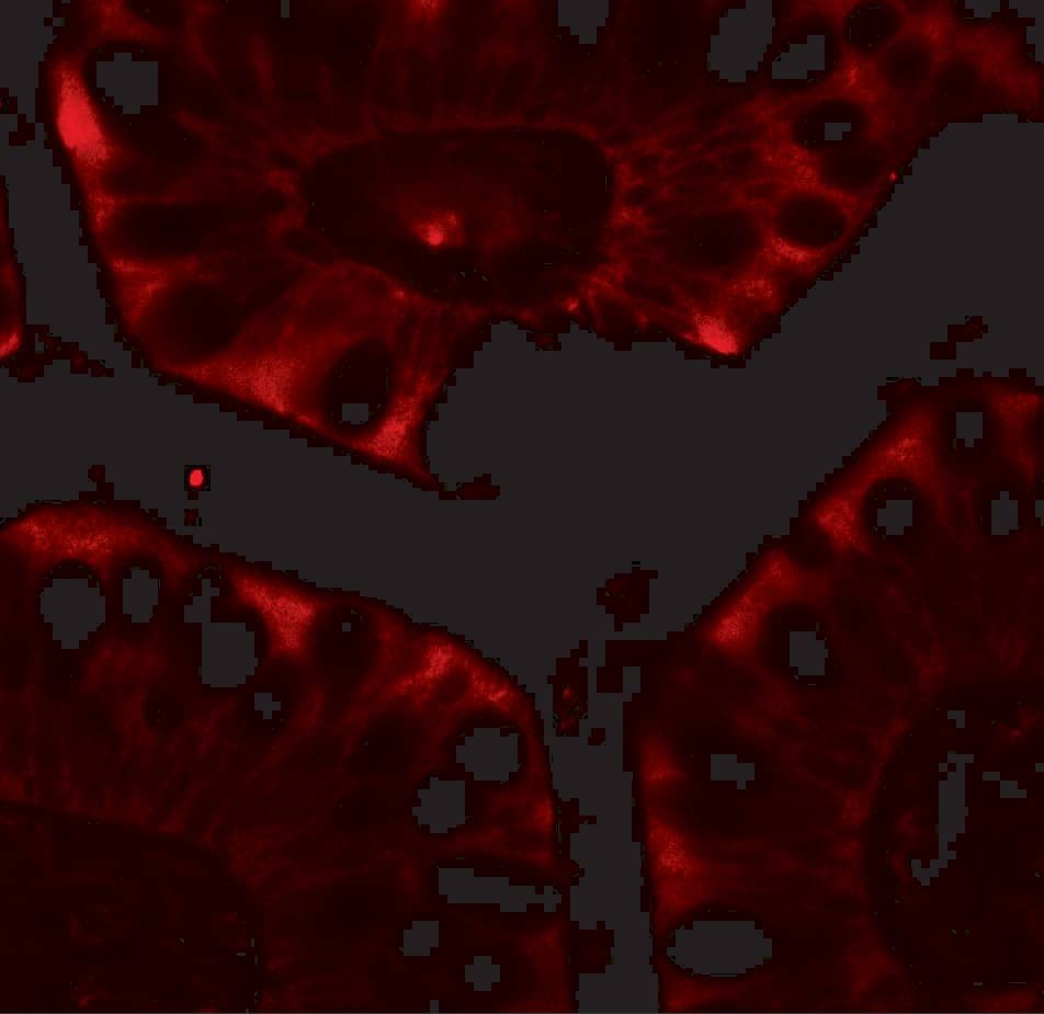 Immunocytochemistry/ Immunofluorescence: CFTR Antibody - BSA Free [NBP2-41265] - Immunofluorescence of CFTR in human small intestine tissue with CFTR antibody at 20 u/mL.