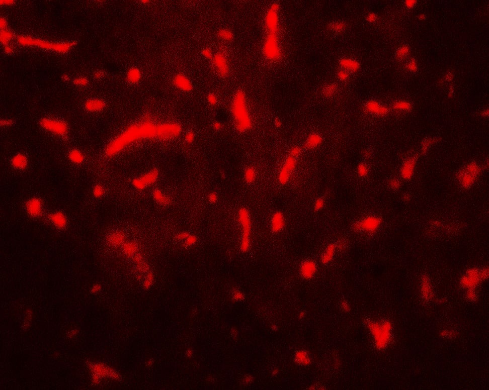 Immunocytochemistry/ Immunofluorescence TAF9 Antibody - BSA Free